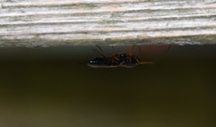 Pimpla pedalis