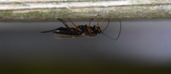 Pimpla pedalis
