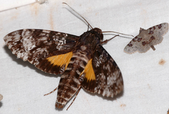 Isognathus excelsior