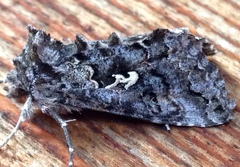 Syngrapha alias