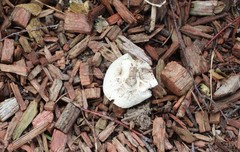Agaricus