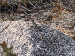 Uta stansburiana elegans