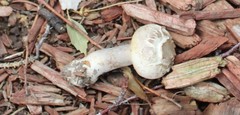 Agaricus