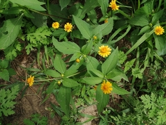 Melampodium divaricatum