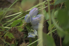 Gentiana × pallidocyanea