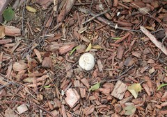 Agaricus