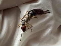 Forficula auricularia