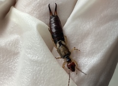 Forficula auricularia