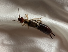 Forficula auricularia