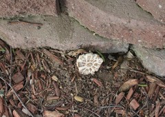Agaricus