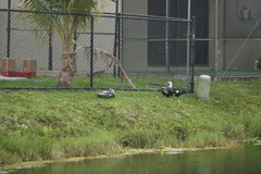 Cairina moschata domestica