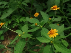 Melampodium divaricatum