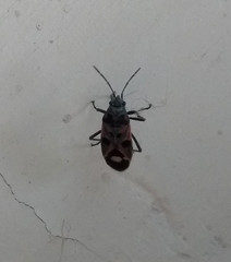 Lygaeus froeschneri