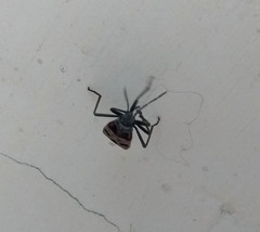 Lygaeus froeschneri