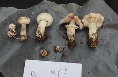 Agaricus