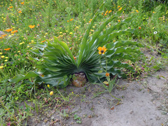 Boophone haemanthoides