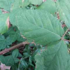 Rubus bifrons