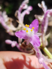 Thyrsanthemum floribundum