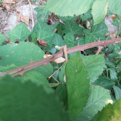 Rubus bifrons