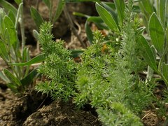Palimbia rediviva