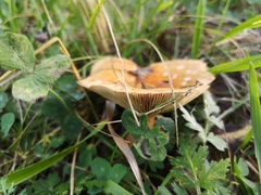 Lactarius porniniae