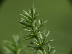 Palimbia rediviva