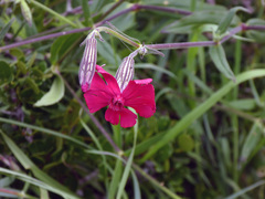 Silene ornata