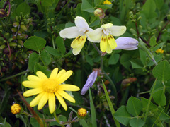 Sparaxis parviflora