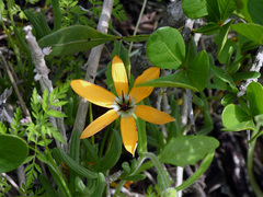 Pauridia linearis
