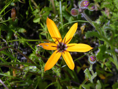 Pauridia linearis