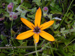 Pauridia linearis