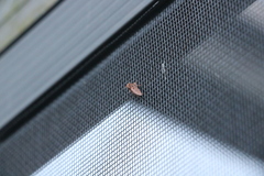 Acrolophus walsinghami