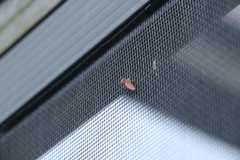 Acrolophus walsinghami