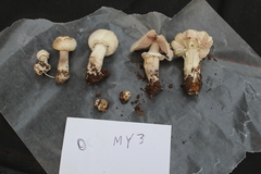 Agaricus