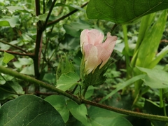 Gossypium barbadense