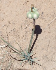 Zephyranthes longifolia
