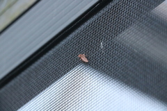 Acrolophus walsinghami