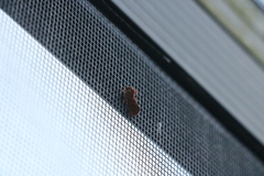 Acrolophus walsinghami