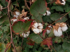 Gossypium barbadense