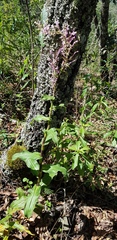 Thyrsanthemum floribundum