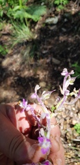 Thyrsanthemum floribundum