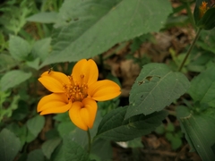 Sclerocarpus divaricatus