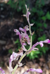Thyrsanthemum floribundum