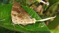 Bindahara moorei