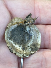 Pododesmus macrochisma