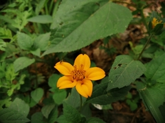 Sclerocarpus divaricatus