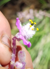 Thyrsanthemum floribundum