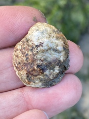 Pododesmus macrochisma