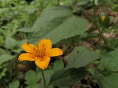 Sclerocarpus divaricatus