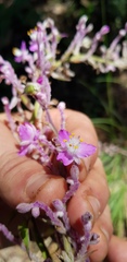 Thyrsanthemum floribundum